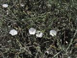 Convolvulus caput-medusae. Побеги с цветками. Испания, Канарские острова, Гран Канария, муниципалитет Agüimes, каменистый прибрежный склон. 26 февраля 2010 г.