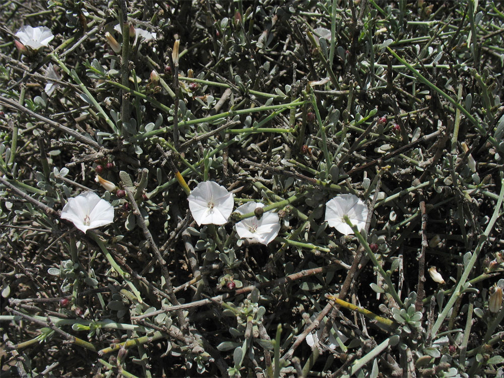 Image of Convolvulus caput-medusae specimen.