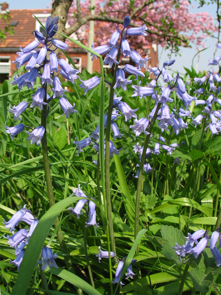 Изображение особи Hyacinthoides &times; massartiana.