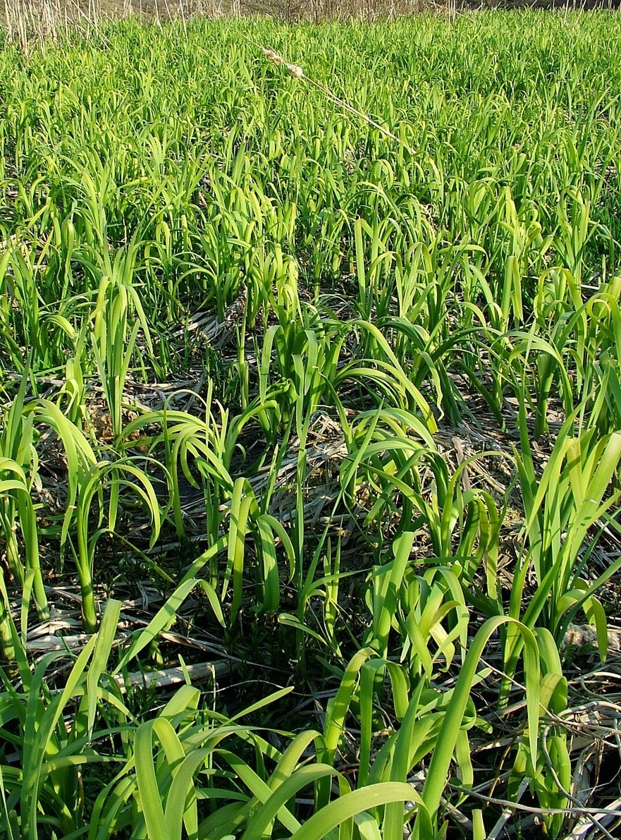 Изображение особи Typha latifolia.