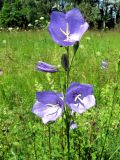 Campanula persicifolia