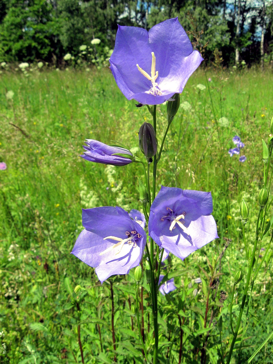 Изображение особи Campanula persicifolia.