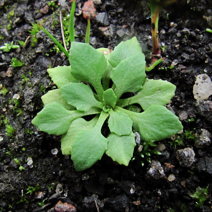 Изображение особи Androsace filiformis.