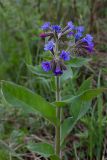 Pulmonaria mollis