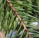 Picea pungens