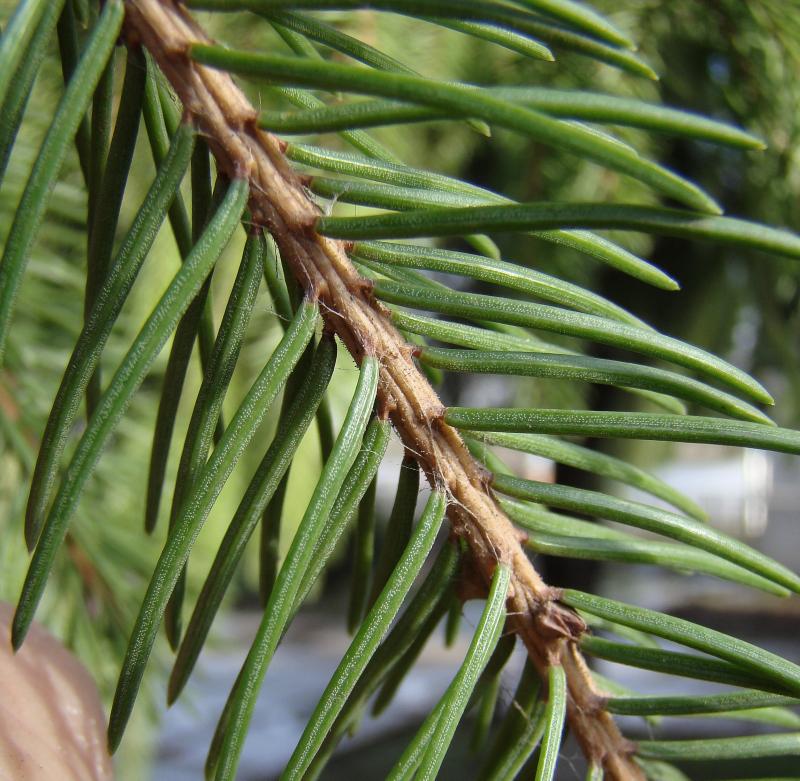Image of Picea pungens specimen.