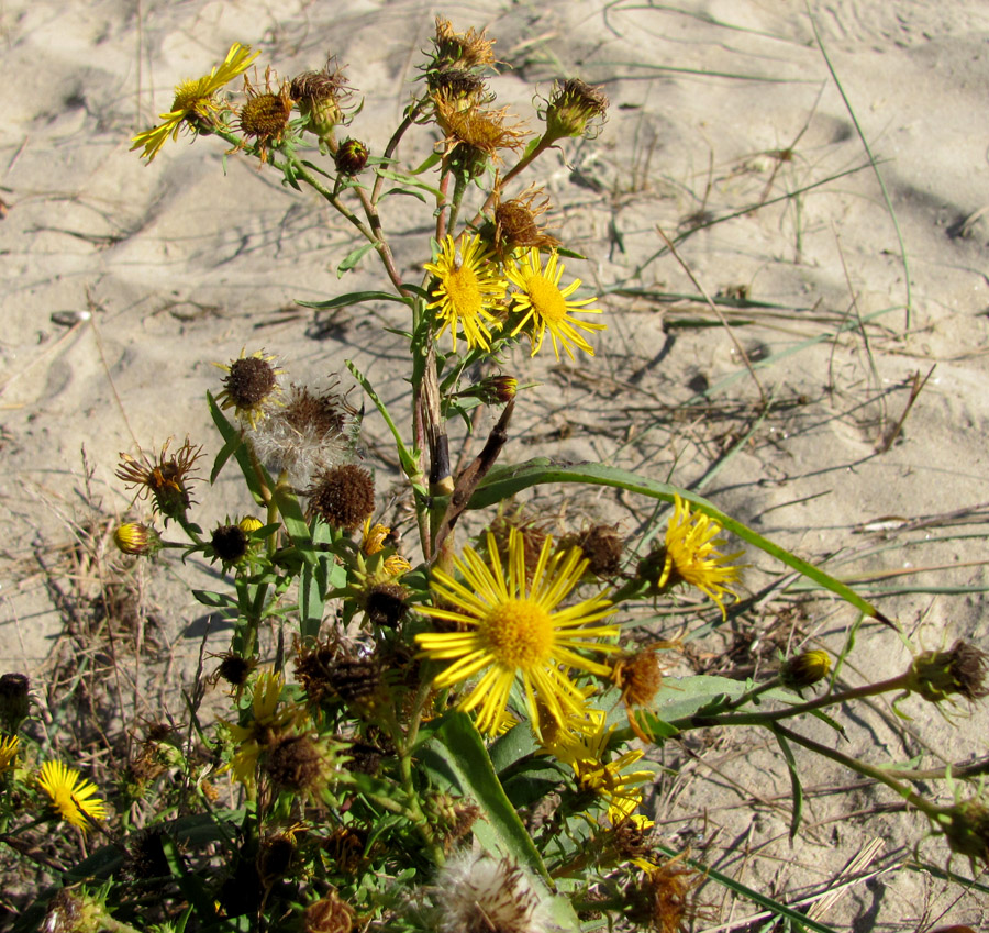 Изображение особи Inula caspica.