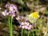 Cardamine pratensis. Соцветие с кормящейся зорькой (Anthocharis cardamines). Иркутская обл., Иркутский р-н, окр. с. Смоленщина, берег р. Иркут. 20.05.2015.