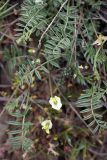 Astragalus macrotropis