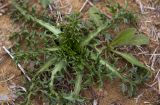 Carlina gummifera