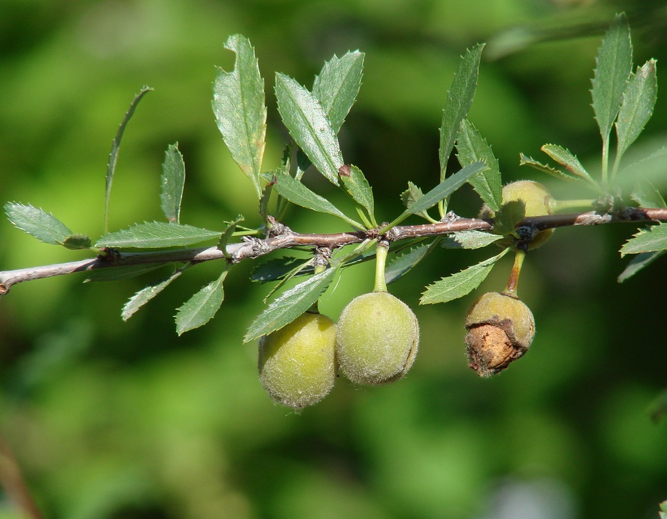 Изображение особи Amygdalus pedunculata.