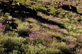 Astragalus stenoceras