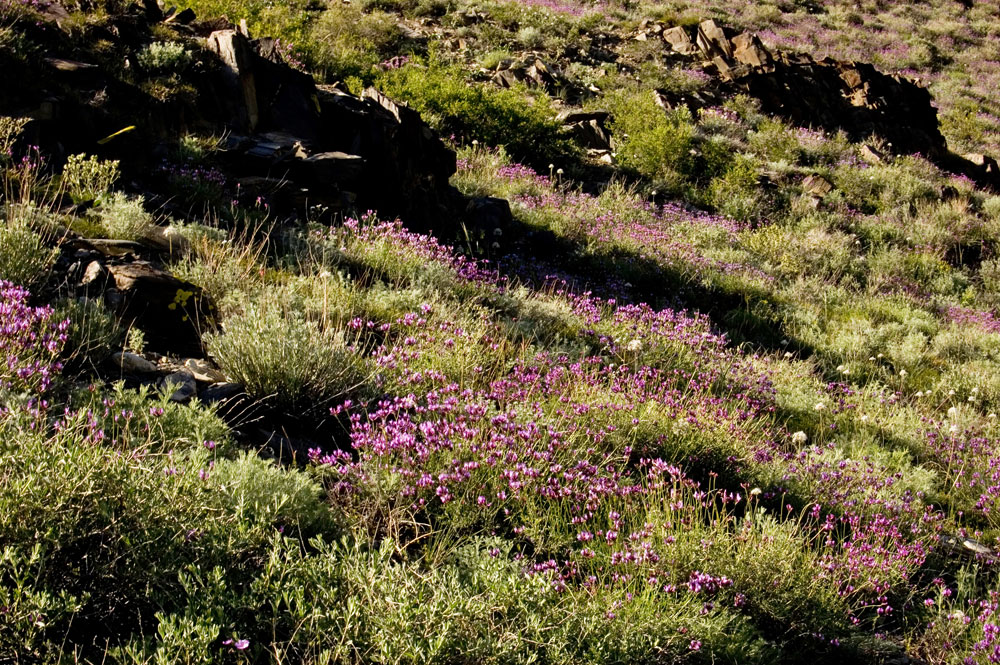 Изображение особи Astragalus stenoceras.