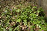 Lamium maculatum