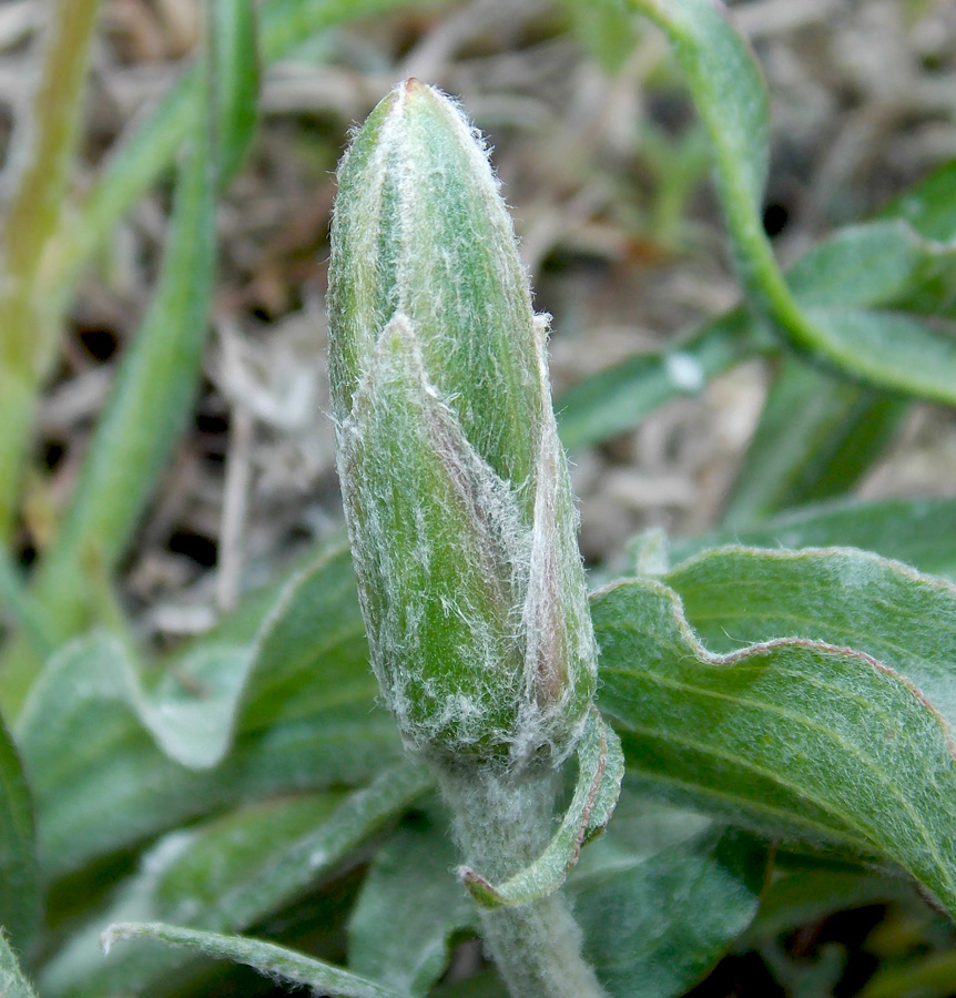 Image of Scorzonera turkeviczii specimen.
