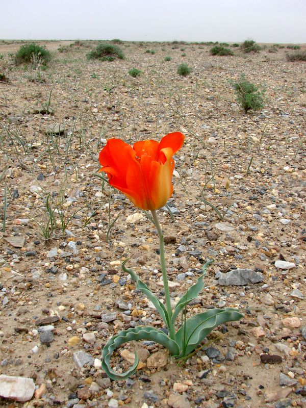 Image of Tulipa lehmanniana specimen.