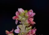 Rhus integrifolia