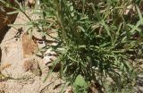 Erysimum flavum