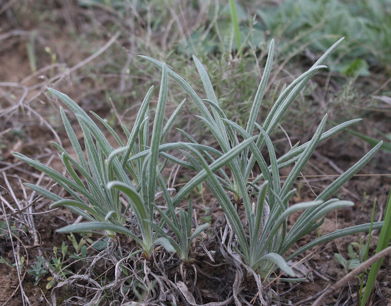 Image of Jurinea multiflora specimen.