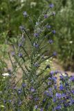 Echium vulgare. Верхушка цветущего и плодоносящего растения. Псков, берег р. Великая напротив Кремля. 24.07.2009.