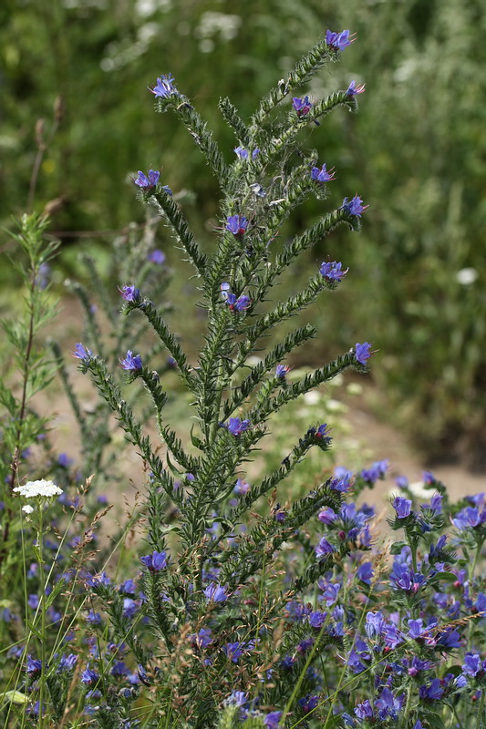 Изображение особи Echium vulgare.