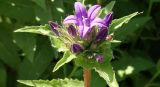 Campanula glomerata