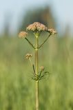 Valeriana wolgensis. Верхушка растения с соцветиями. Ростовская обл., Мясниковский р-н, окр. хут. Мартыново, заливной луг. 09.05.2016.