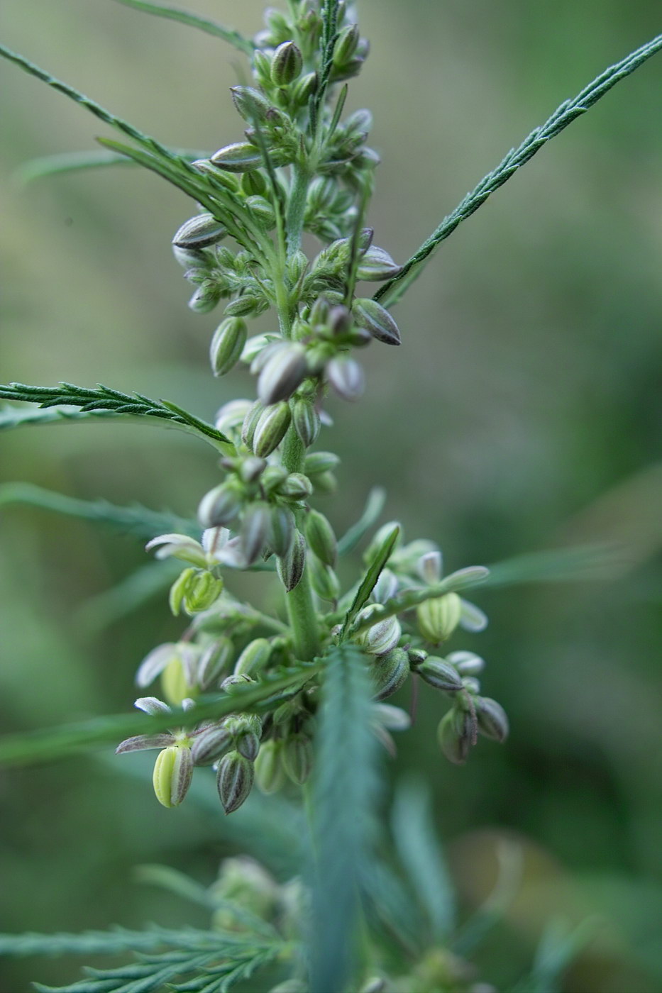 Image of Cannabis sativa var. spontanea specimen.