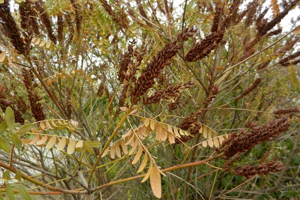 Изображение особи Amorpha fruticosa.