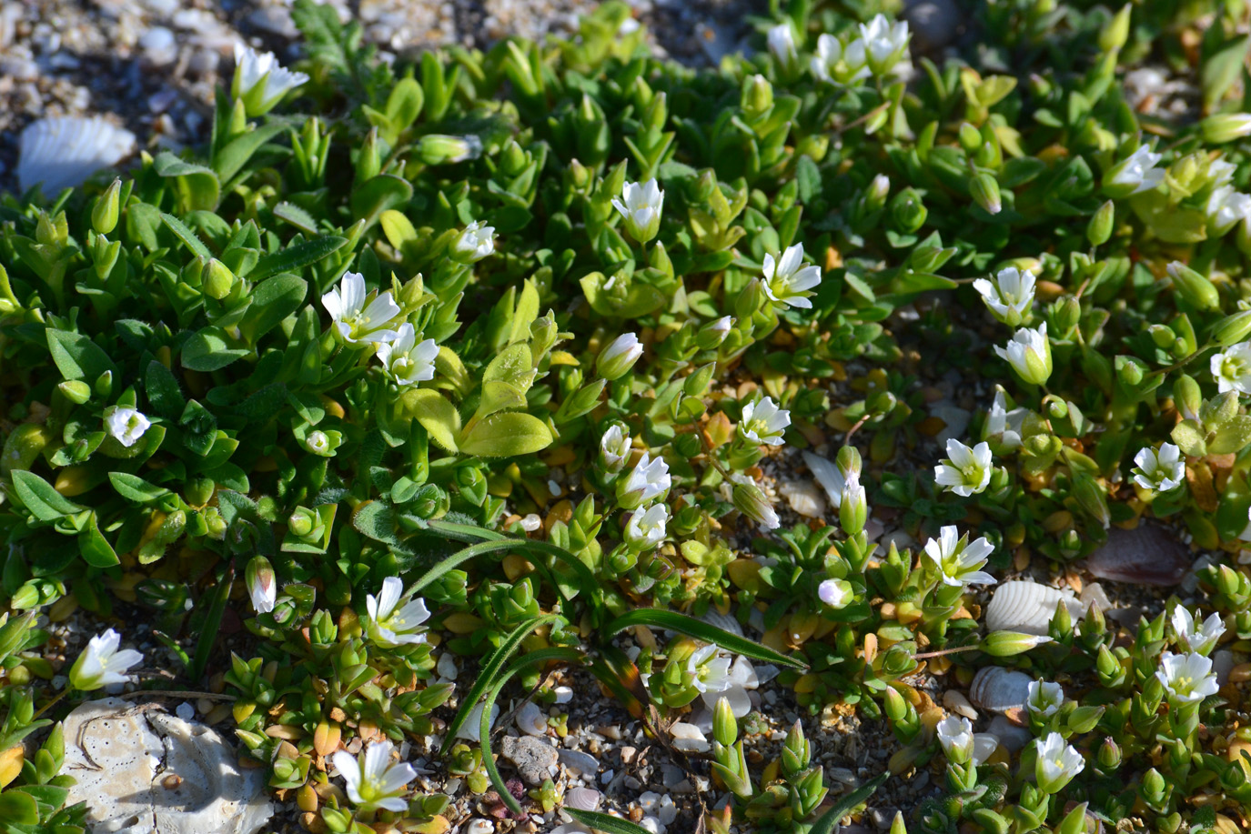 Image of Holosteum umbellatum specimen.