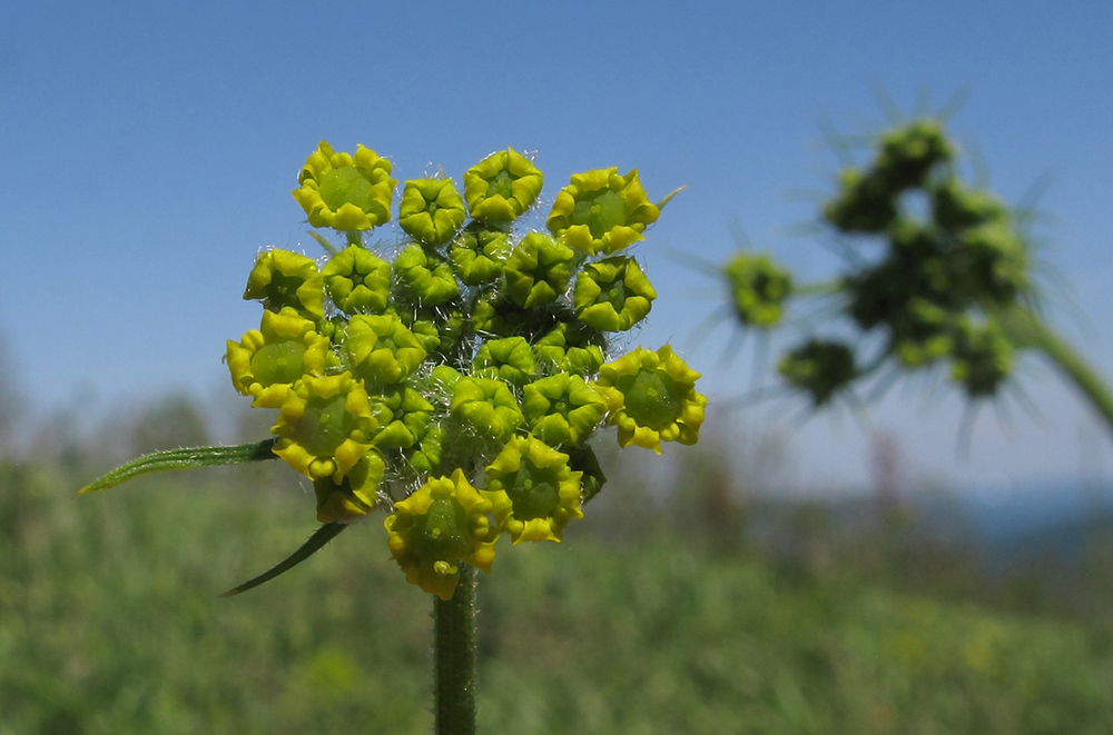 Image of Pastinaca pimpinellifolia specimen.