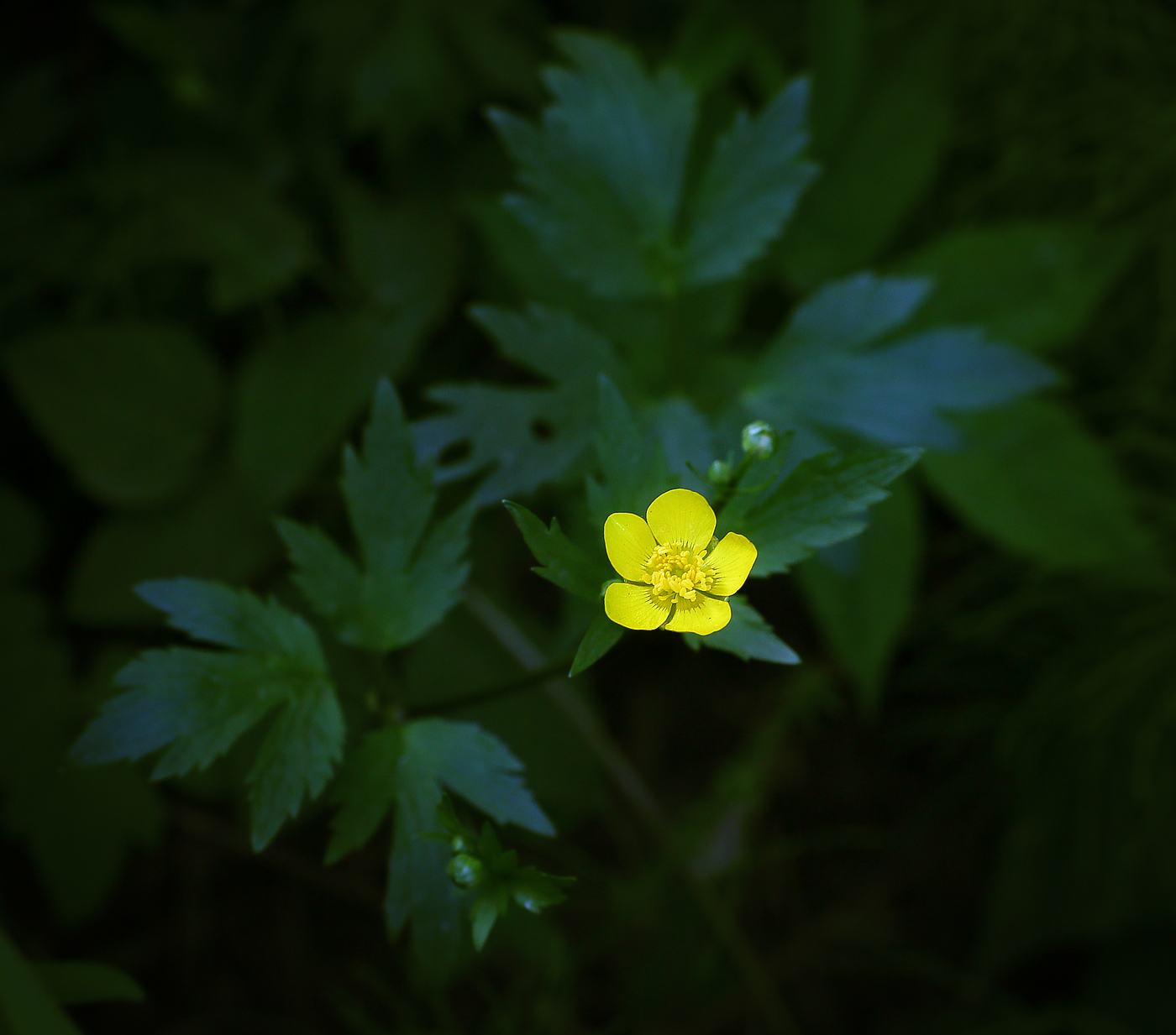 Image of Ranunculus repens specimen.