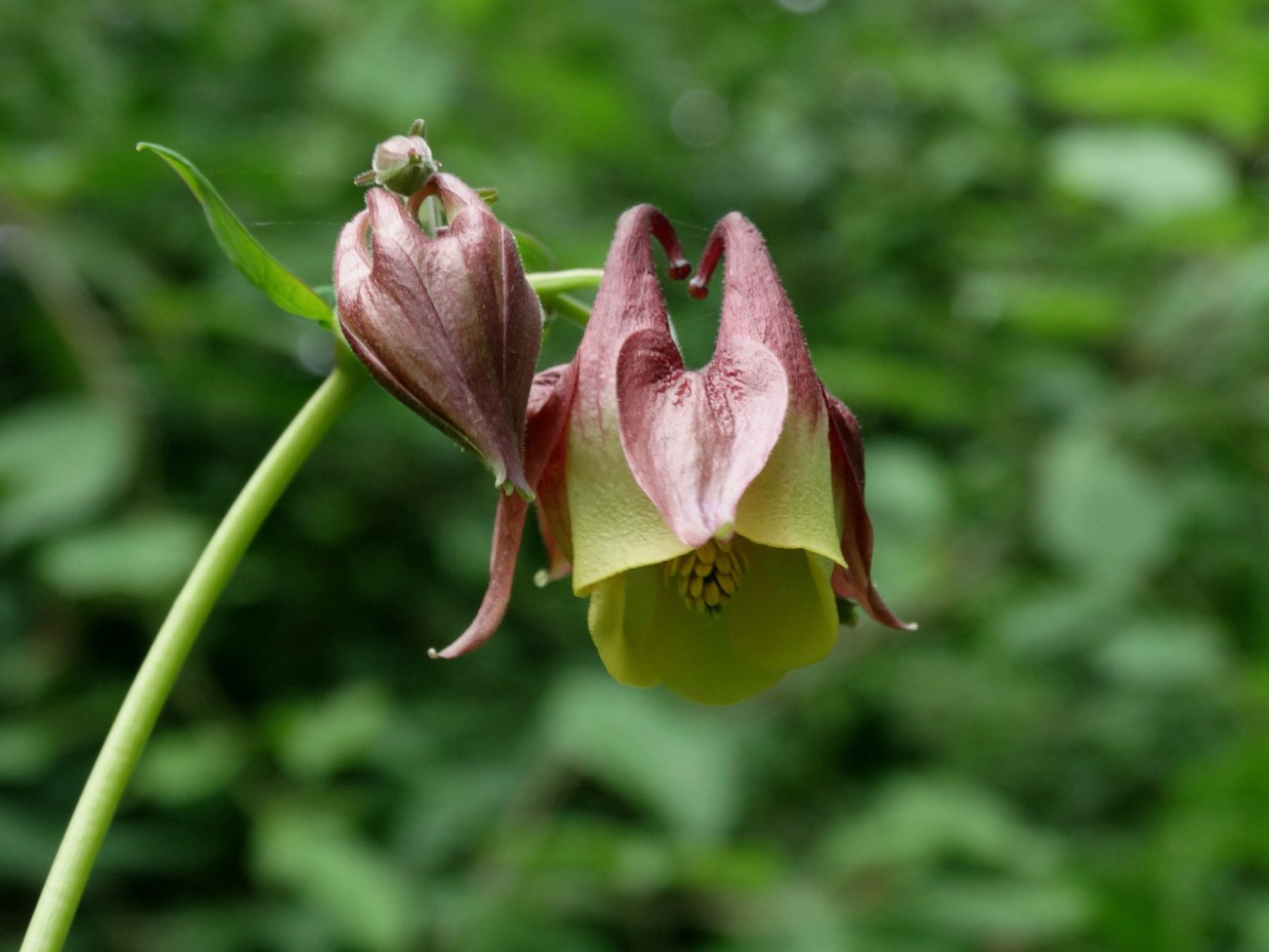 Изображение особи Aquilegia oxysepala.