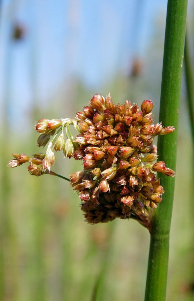 Изображение особи Juncus effusus.