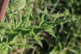 Echinops sphaerocephalus