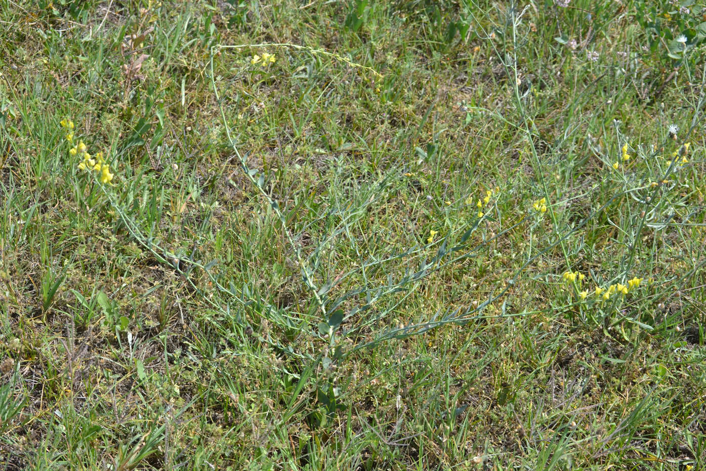 Image of Linaria genistifolia specimen.