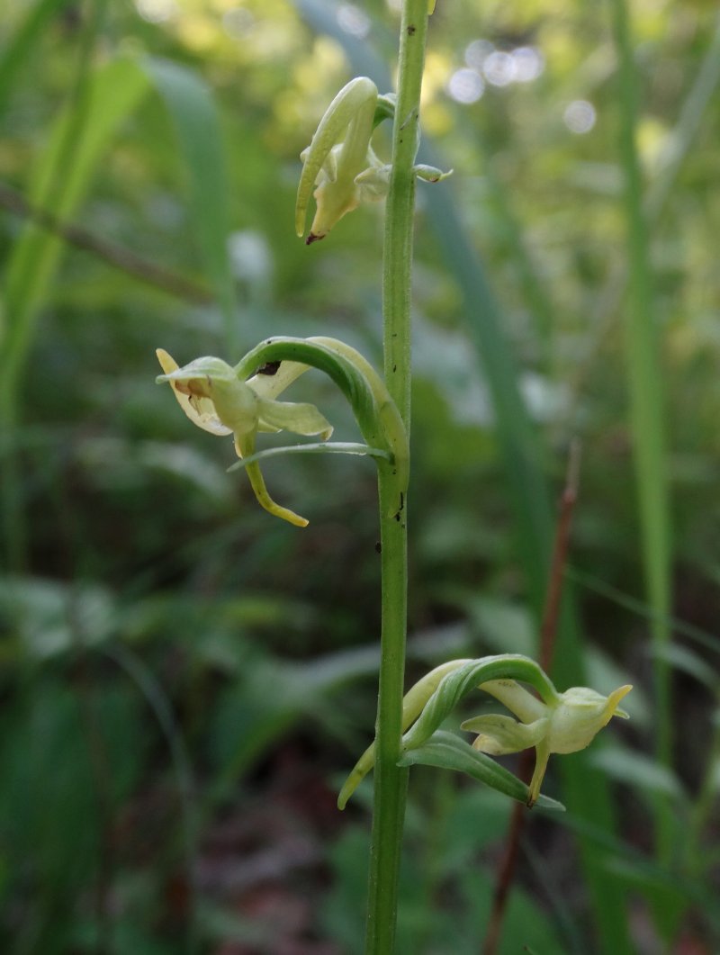 Image of Platanthera maximowicziana specimen.