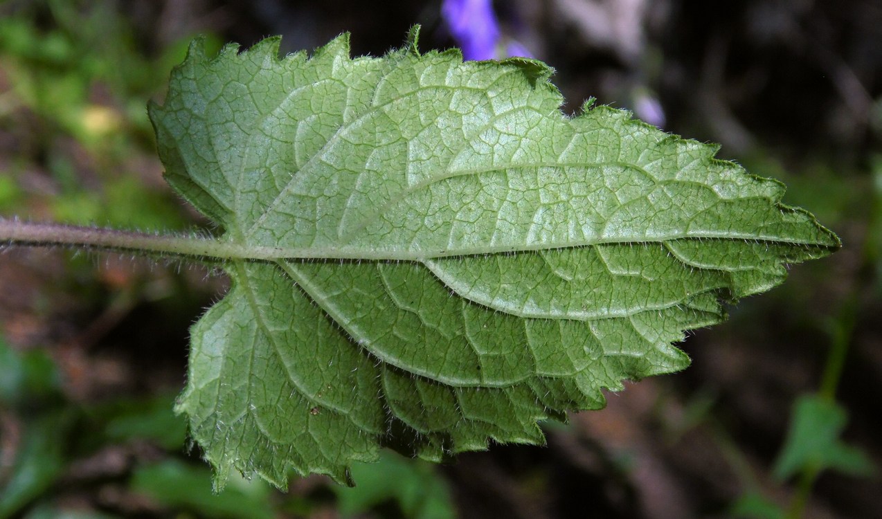 Image of Campanula rapunculoides specimen.