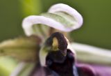 Ophrys mammosa. Часть цветка. Греция, Пелопоннес, Мессения, тропа выше влажного леса возле ущелья Фарангаки Перистерия. 29.03.2015.