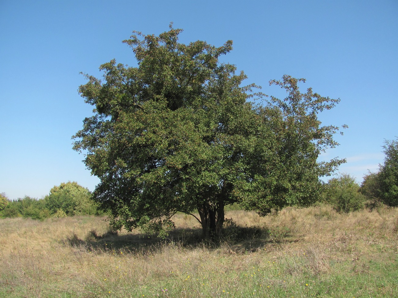 Изображение особи Crataegus monogyna.