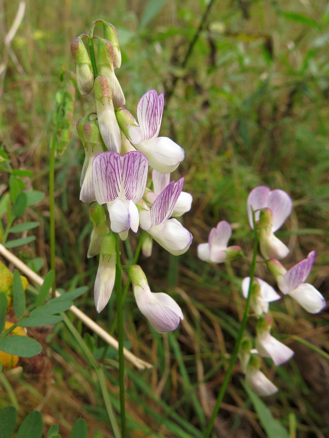 Image of Vicia sylvatica specimen.