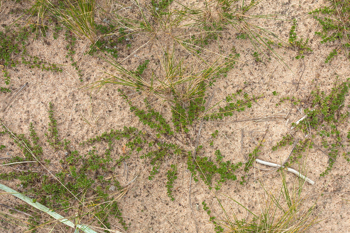 Изображение особи Thymus serpyllum.