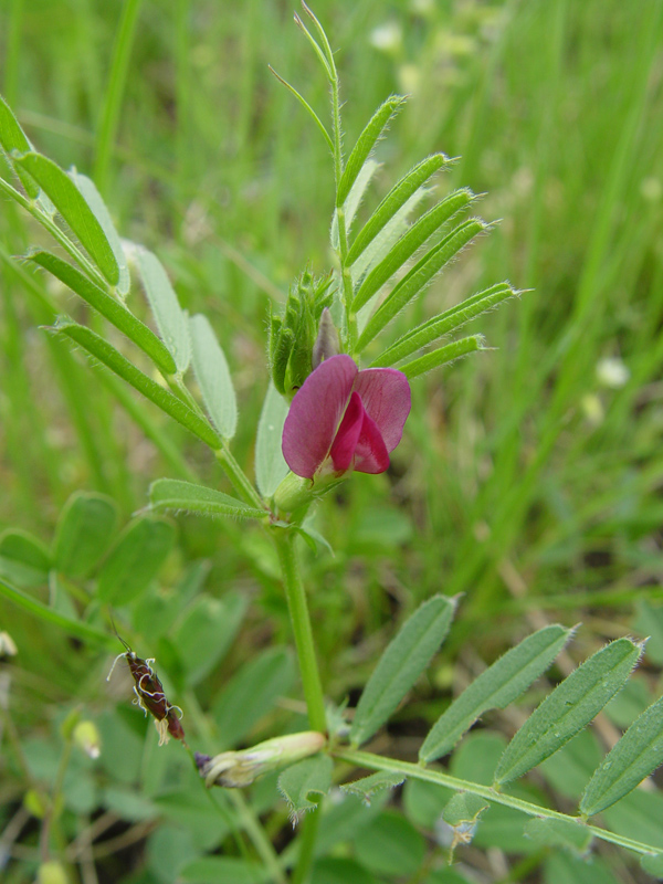 Image of Vicia angustifolia specimen.