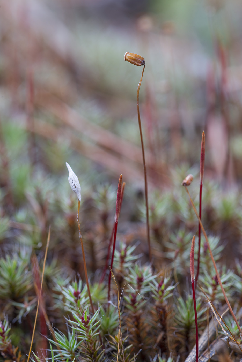 Image of Polytrichum piliferum specimen.