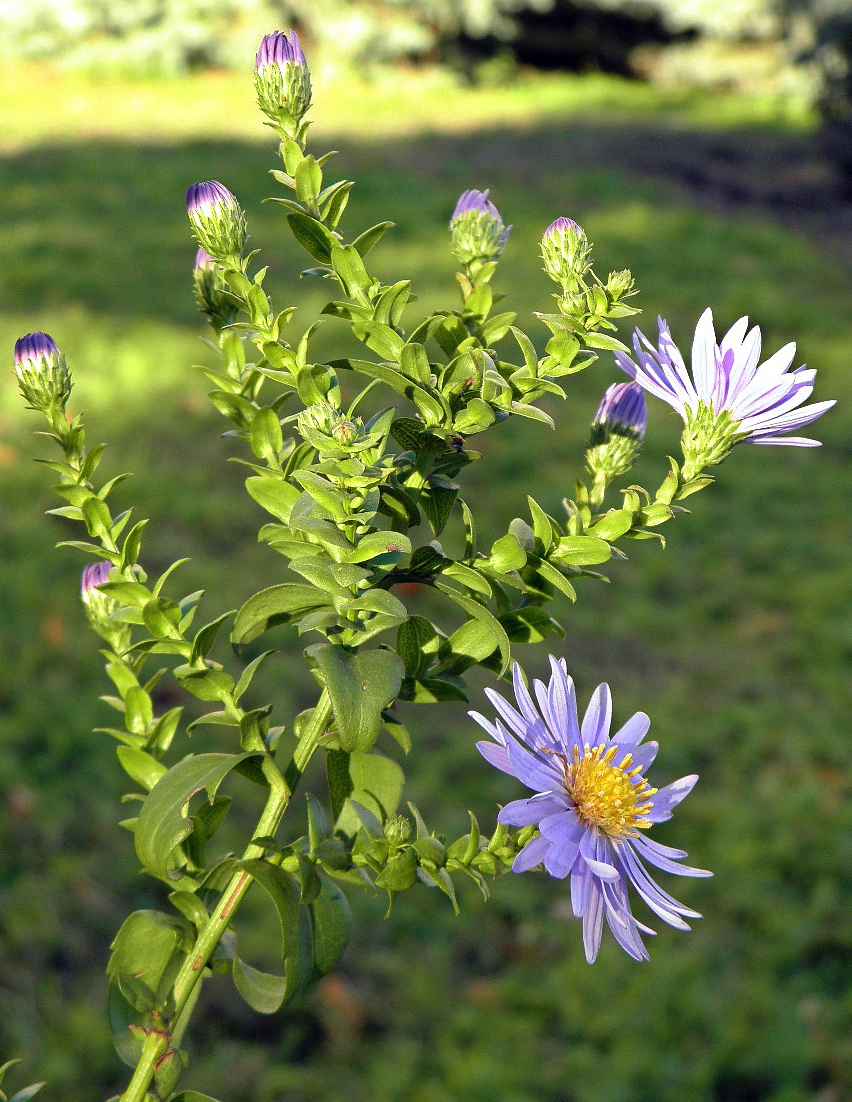 Изображение особи Symphyotrichum &times; versicolor.