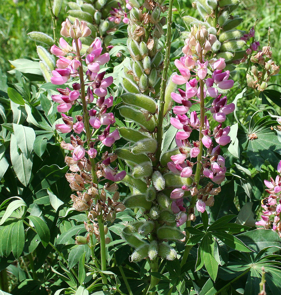 Изображение особи Lupinus &times; regalis.