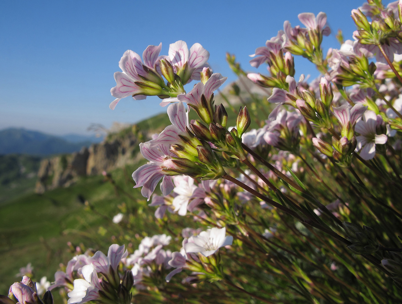 Image of Gypsophila tenuifolia specimen.