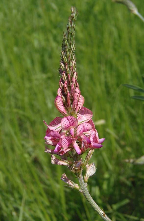 Image of Onobrychis arenaria specimen.