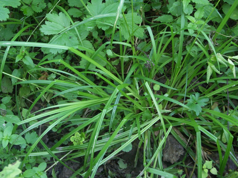 Image of Carex sylvatica specimen.