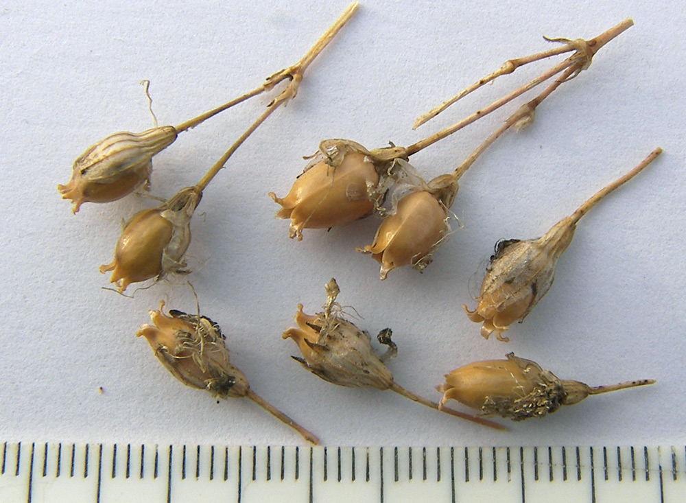 Image of Silene saxatilis specimen.